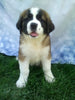 AKC Registered Saint Bernard For Sale Sugarcreek OH Male-Ruger