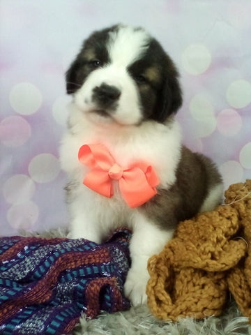 AKC Registered Saint Bernard For Sale Sugarcreek OH Female-Teresa