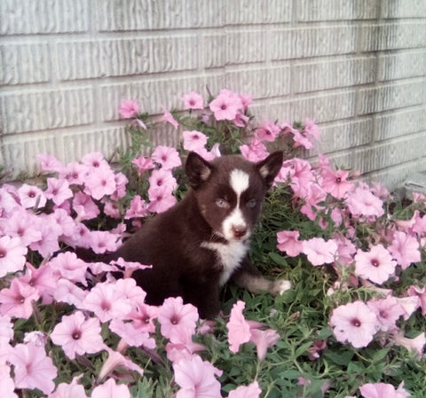 Pomsky For Sale Holmesville OH Male-Skip