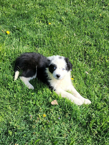 ABCA Registered Border Collie For Sale Warsaw OH Male-Max