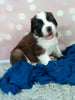 AKC Registered Saint Bernard For Sale Sugarcreek OH Male-Ruger