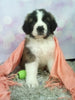 AKC Registered Saint Bernard For Sale Sugarcreek OH Female-Tasha