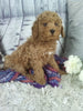 Cockapoo For Sale Sugarcreek OH Male-Rex