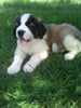 AKC Registered Saint Bernard For Sale Sugarcreek OH Male-Max