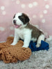 AKC Registered Saint Bernard For Sale Sugarcreek OH Male-Odis