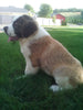 AKC Registered Saint Bernard For Sale Sugarcreek OH Male-Brutus