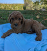 Mini Goldendoodle For Sale Fredericksburg OH Male-Pooh Bear