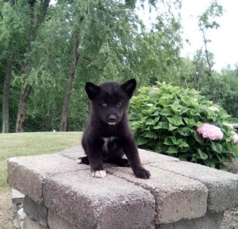 Pomsky For Sale Holmesville OH Male-Mason