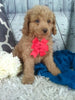 Cockapoo For Sale Sugarcreek oH Male-Kobe