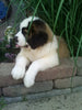 AKC Registered Saint Bernard For Sale Sugarcreek OH Male-Chief