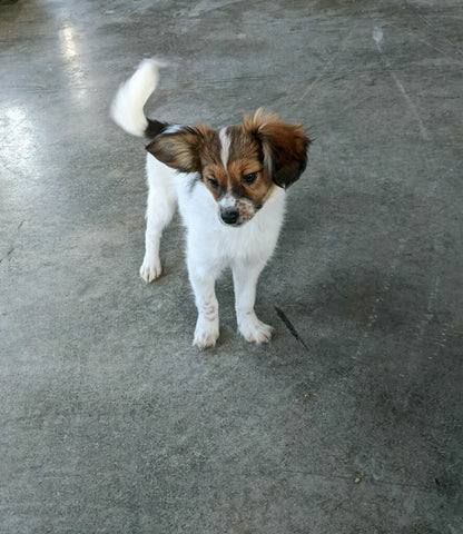 ICA Registered Papillon For Sale Millersburg OH Female-Ginger