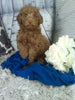 Cockapoo For Sale Sugarcreek OH Male-Woodson