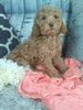 Cockapoo For Sale Sugarcreek oH Female-Hazel