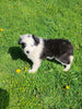 ABCA Registered Border Collie For Sale Warsaw OH Male-Max