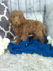 Cockapoo For Sale Sugarcreek OH Male-Woodson
