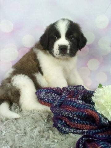 AKC Registered Saint Bernard For Sale Sugarcreek OH Female-Zoe