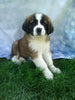 AKC Registered Saint Bernard For Sale Sugarcreek OH Male-Ruger