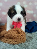 AKC Registered Saint Bernard For Sale Sugarcreek OH Male-Odis
