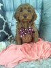 Cockapoo For Sale Sugarcreek OH Female-Charlotte