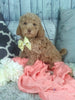 Cockapoo For Sale Sugarcreek oH Female-Hazel