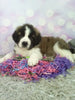 AKC Registered Saint Bernard For Sale Sugarcreek OH Female-Tasha