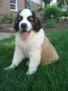 AKC Registered Saint Bernard For Sale Sugarcreek OH Male-Chief