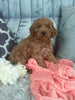 Cockapoo For Sale Sugarcreek OH Female-Lindsay
