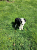 ABCA Registered Border Collie For Sale Warsaw OH Male-Max