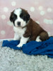 AKC Registered Saint Bernard For Sale Sugarcreek OH Male-Ruger
