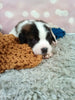 AKC Registered Saint Bernard For Sale Sugarcreek OH Male-Max