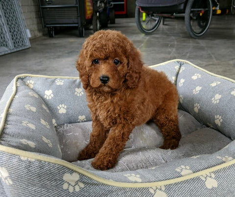 AKC Registered Mini Poodle For Sale Millersburg OH Male-Drake