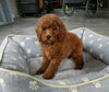 AKC Registered Mini Poodle For Sale Millersburg OH Male-Drake