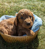 Mini Goldendoodle For Sale Fredericksburg OH Male-Charles