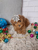 ACA Registered Toy Poodle For Sale Sugarcreek OH Female-Holly