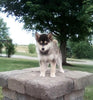 Pomsky For Sale Holmesville OH Male-Milo