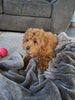 F1B Cockapoo For Sale Sugarcreek Oh Female-Jasmine