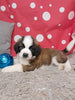 AKC Registered Saint Bernard For Sale Sugarcreek OH Male-Skipper
