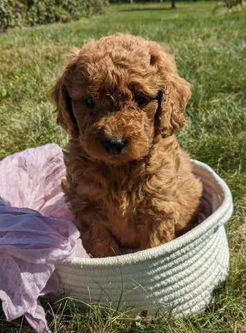 Mini Goldendoodle For Sale Fredericksburg OH Female-Winnie