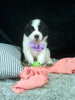 AKC Registered Saint Bernard For Sale Sugarcreek OH Female-Rita