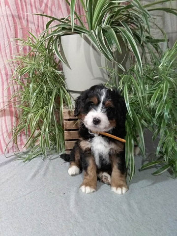 Mini F1B Bernedoodle For Sale Millersburg OH Male-Dawson
