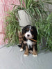 Mini F1B Bernedoodle For Sale Millersburg OH Male-Dawson