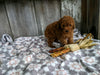 ACA Registered Mini Poodle For Sale Millersburg OH Male-Benji