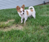 ICA Registered Papillon For Sale Millersburg OH Male-Chip