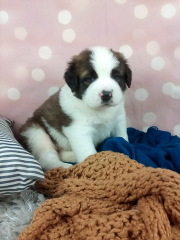 AKC Registered Saint Bernard For Sale Sugarcreek OH Male-Odis