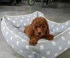 AKC Registered Mini Poodle For Sale Millersburg OH Female-Dolly