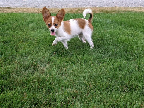ICA Papillon For Sale Millersburg OH-Daisy