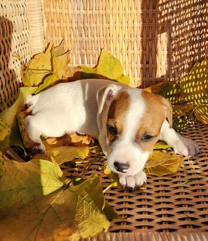 Jack Russell Terrier For Sale Fredericksburg OH Male-Bodie
