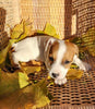 Jack Russell Terrier For Sale Fredericksburg OH Male-Bodie