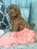 Cockapoo For Sale Sugarcreek OH Female-Charlotte