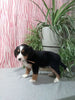 Mini F1B Bernedoodle For Sale Millersburg OH Female-Destiny